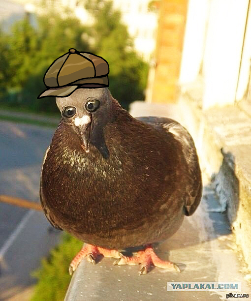 А что ,если бы голуби были такими?