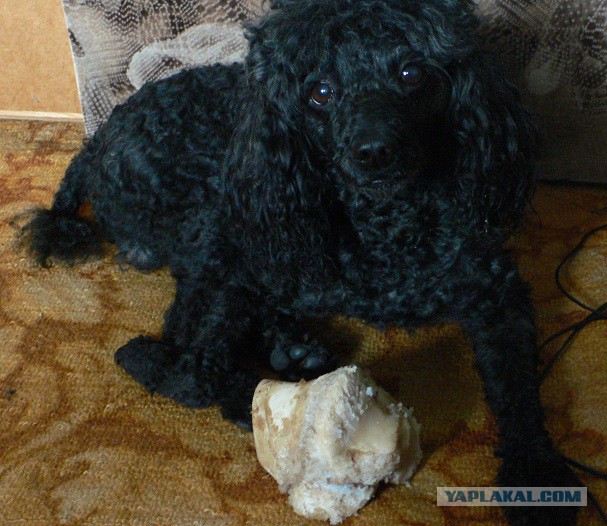 Берегите животных!