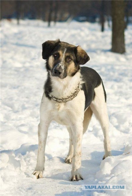 Спасенные собаки