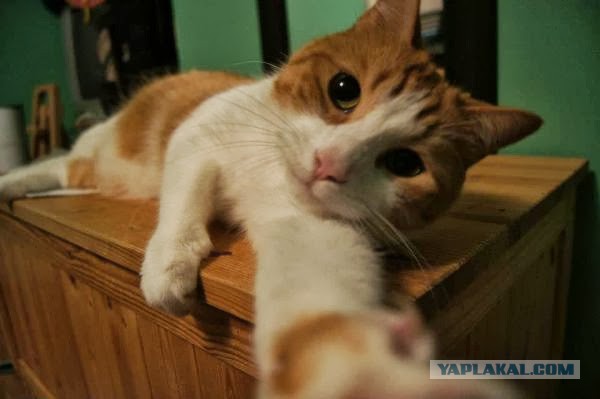Нашёл у себя в телефоне фотку
