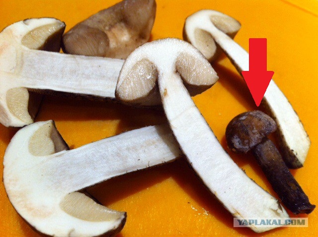 Грыбо-о-очки! В дело!;)