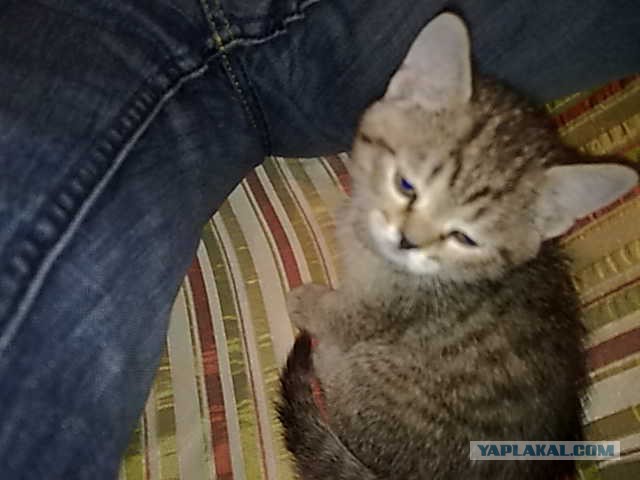 Котовторник 23.09.2014.