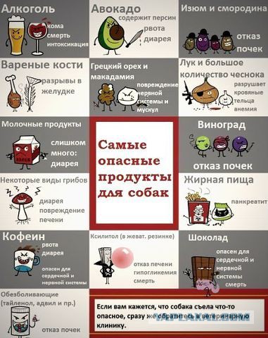 Сибирские хаски...