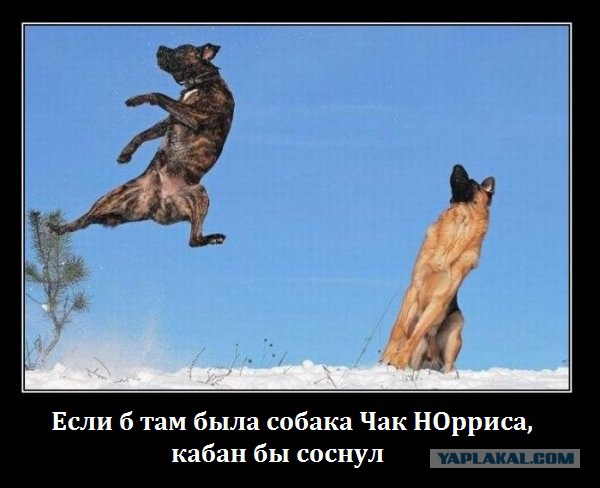 Настоящий кабан против питбулей