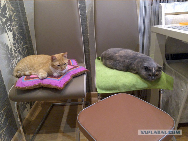 Котовторник.