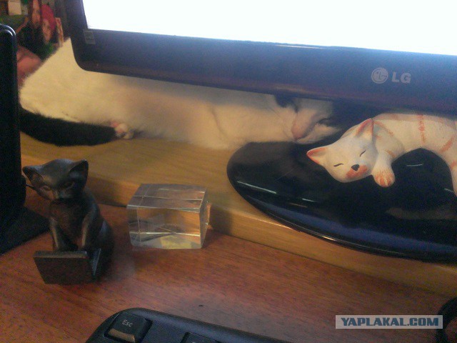 Котовторник