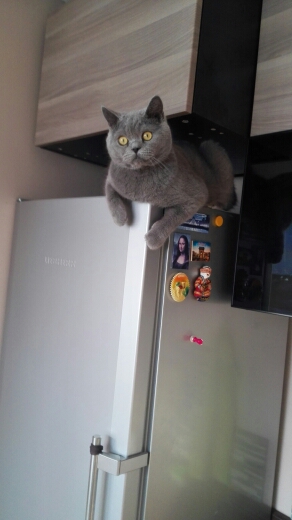 Котовторник 31.03.2015