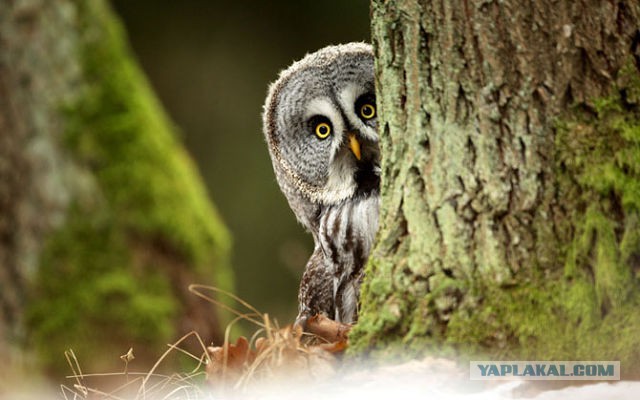 Поиграй со мной! Погладь меня!