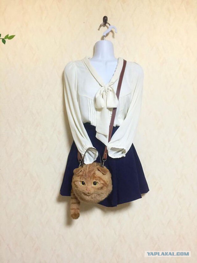 Котовторник 20.10.2015