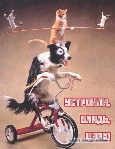 Скоро начнут резать головы