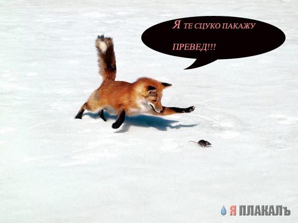 Превед медвед!