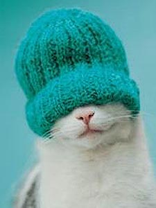 Коты, кошки, котята