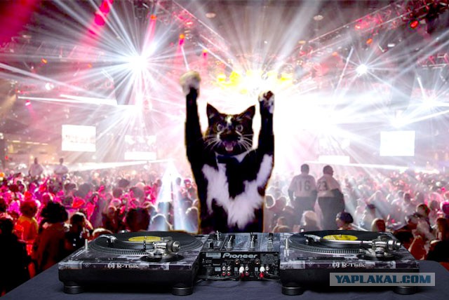 Фотожаба: «Сдающаяся» кошка