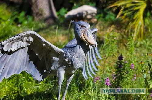9 мифических животных, которые существуют на самом деле