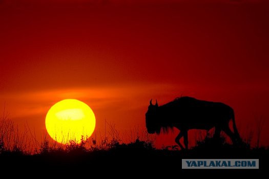 Всем нашим встречам,  увы, разлуки суждены...