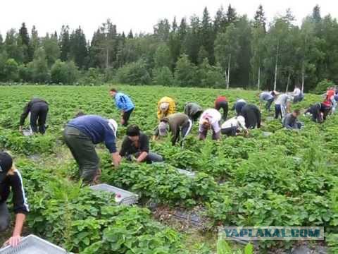 Как собирают овощи, ягоды, орехи?