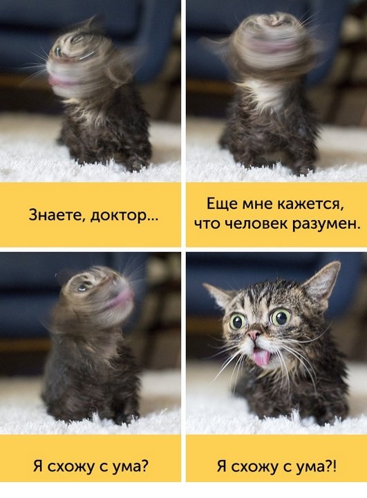 "Оскара" - котикам!