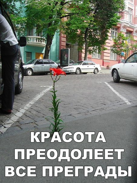 Ассорти картинок из сети