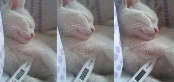 Прикольные животные