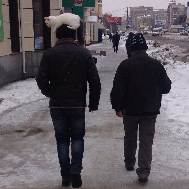 Забавные картинки вразнобой