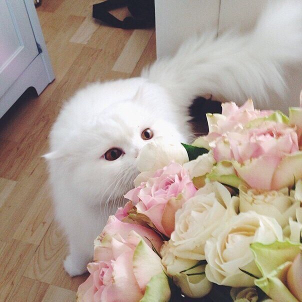 Коты и Кошки