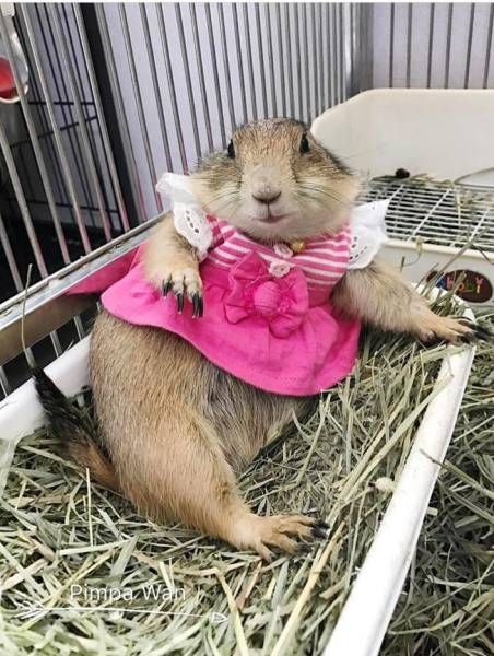Самые смешные животные