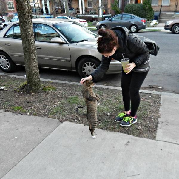 Коты и Кошки