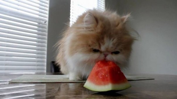 Коты и Кошки