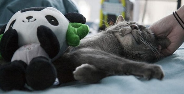 Коты и Кошки