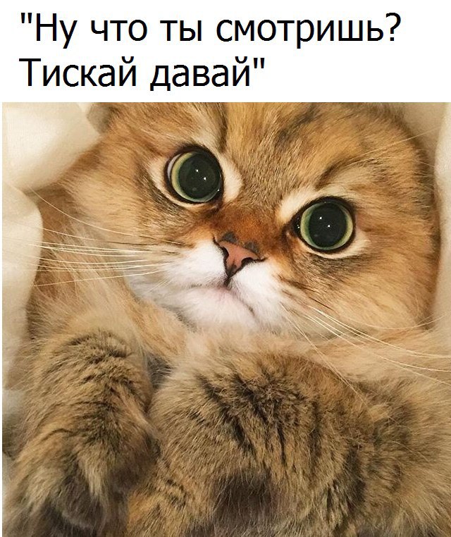 Коты и Кошки