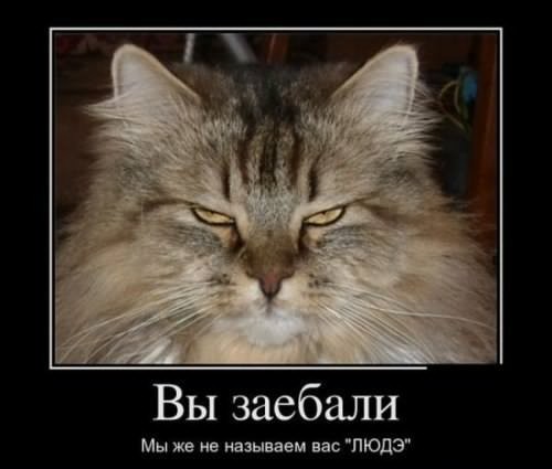 Как кошки приручили людей. Научное исследование