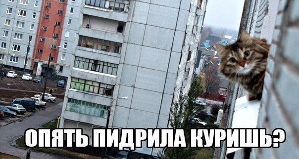 24 кота, которые подняли дерзость на новый уровень