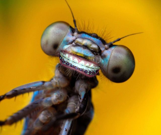 Галлюциногенные грибы неожиданно помогли людям с тяжелой
