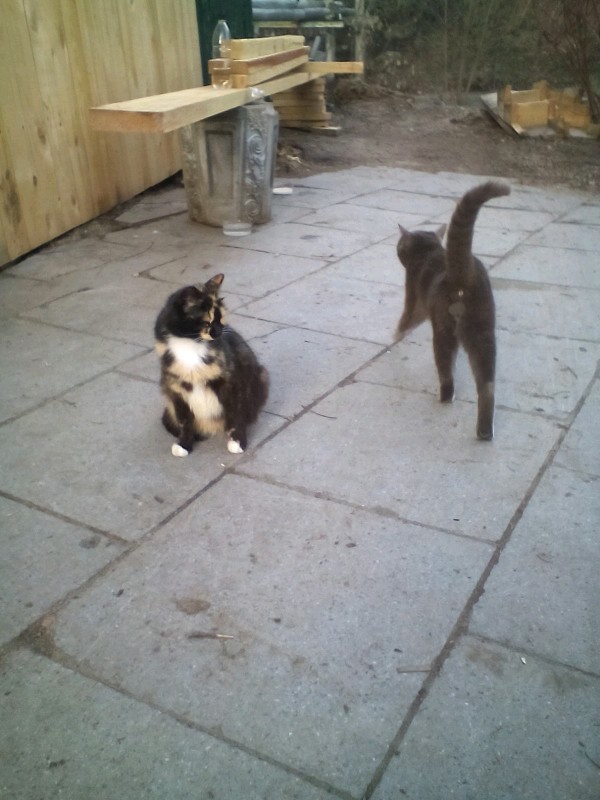 Коты и Кошки