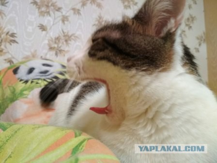 Котовторник 28.11.2017