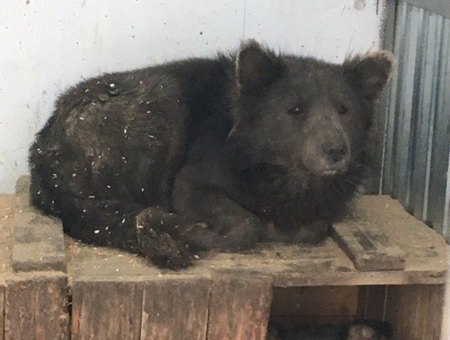 В челябинском приюте для животных поселилась «медвебака»