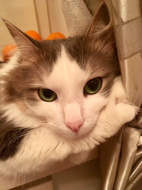 Котовторник 16.01.2018