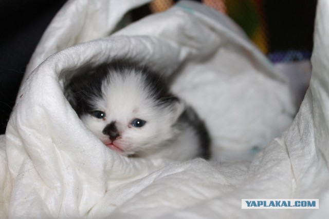 Котовторник 24.04.2018