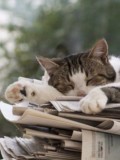 Подборка настоящих котов