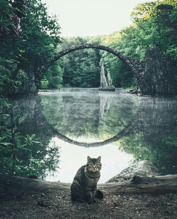 Прикольных котов пост