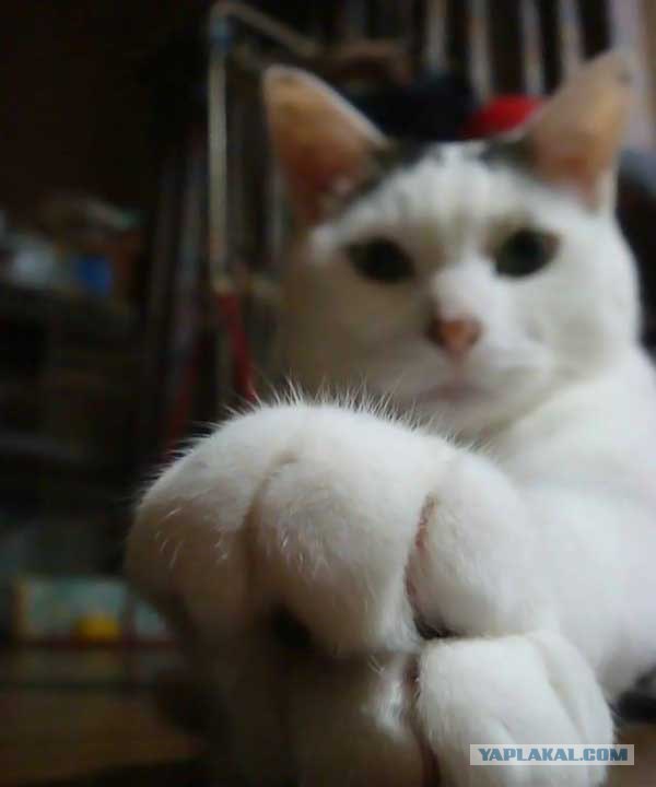 Котовторник на ЯПлакалъ