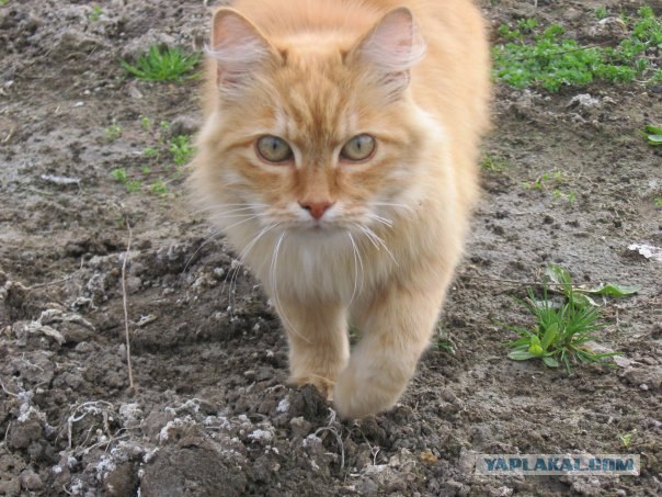 Котовторник (20.01)