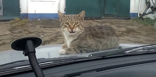 Глупая Лена