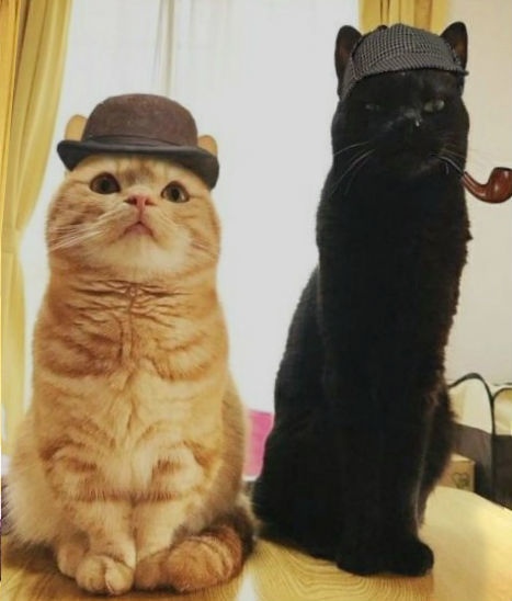 Прикольных котов пост