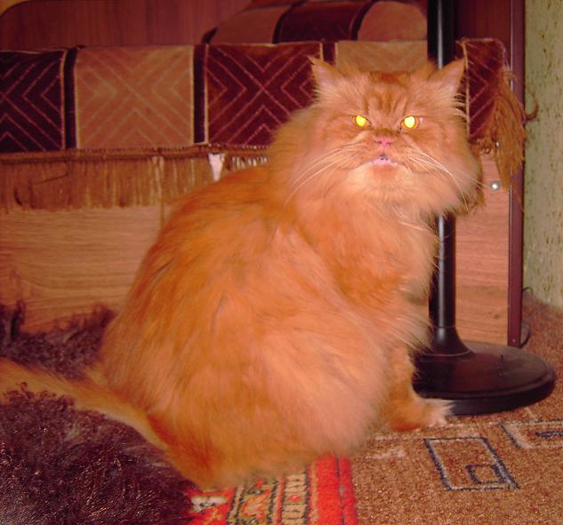 Это у котов-то эмоций не бывает?!