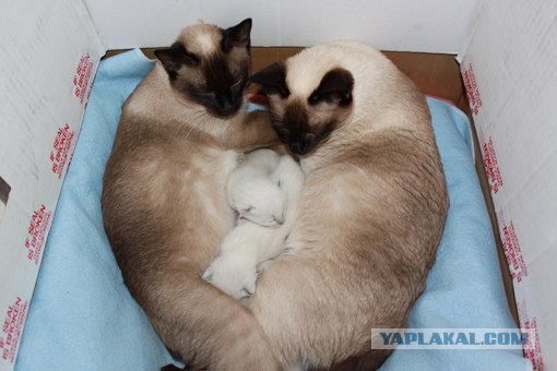 Начинаем котовторник!