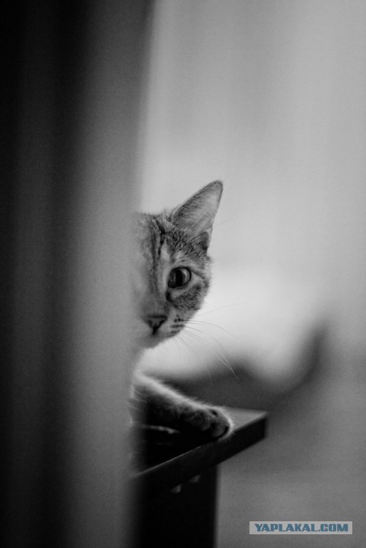 Первый котовторник июля