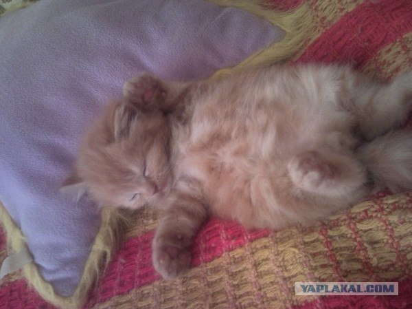 Котовторник в "КотоГетто"