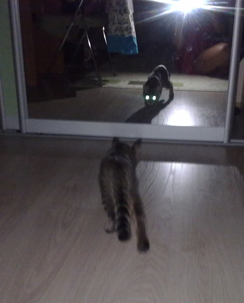 Котовторник (07.02.2012)