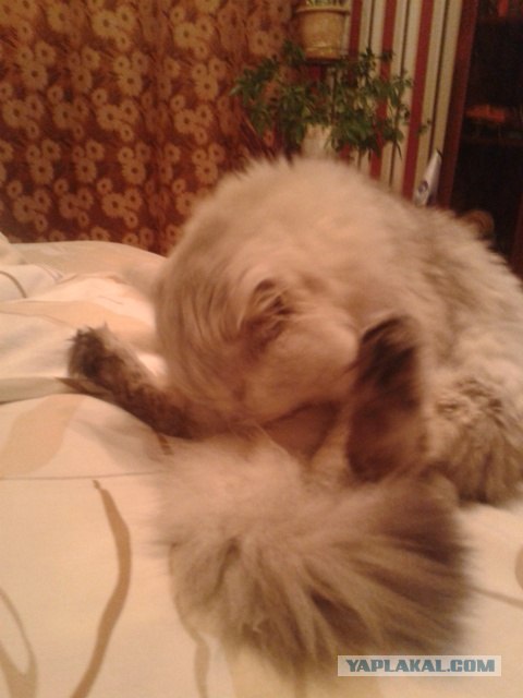 Котовторник (15.05.2012)